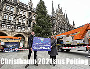 Christbaum 2021 für den Münchner Marienplatz - die Tanne kommt aus Peiting im Landkreis Weilheim-Schongau - Ankunft am 03.11.2021 - Anzünden am 22.11.2021 (©Foto: Martin Schmitz)